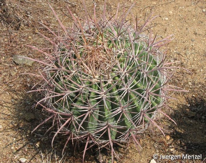 Ferocactus wislizenii tiburonensis ©Juergen Menzel